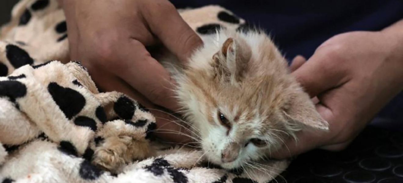 Decenas de miles de gatos están muriendo en Chipre por una mutación de coronavirus