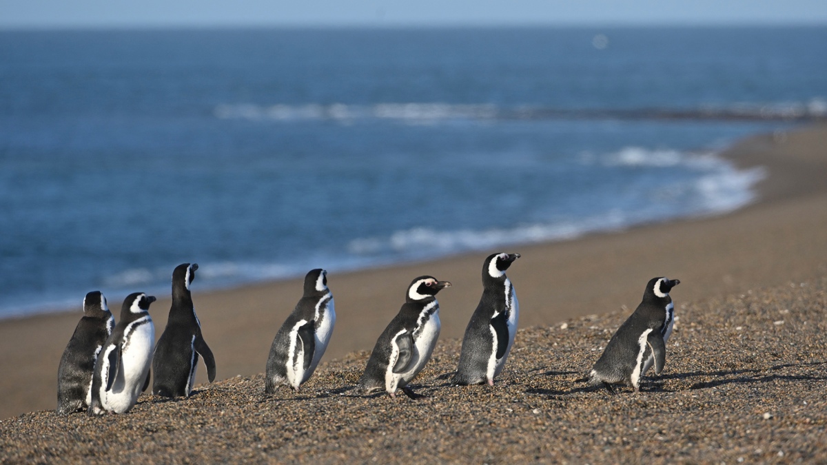 (((video))) Comenzaron a llegar los primeros pingüinos a las costas de Chubut