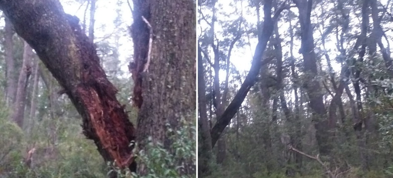 Bariloche: cierre de Cascada los Duendes hasta la zona del Frey por árbol de riesgo