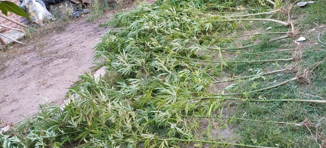 Secuestran plantas de marihuana en un allanamiento en Catriel