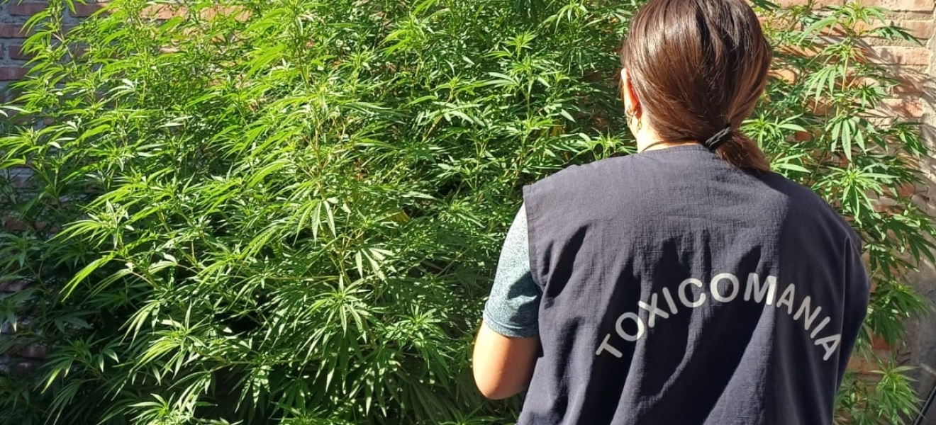 General Roca: Policía secuestró plantas de marihuana