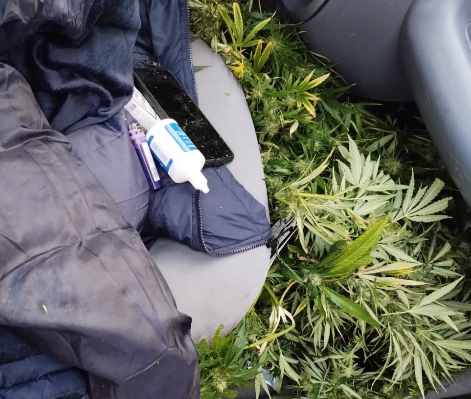 Gral. Roca: La policía encontró tres plantas de marihuana en un auto