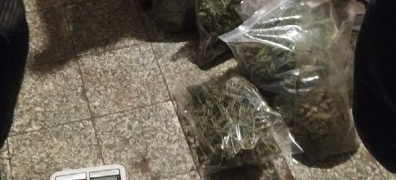 Secuestran plantas de marihuana en Cinco Saltos