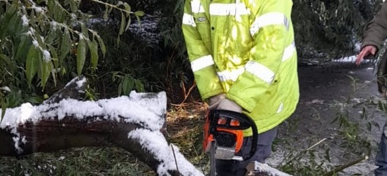 Bariloche: Intervienen en un arbol caído en la rotonda Amancay