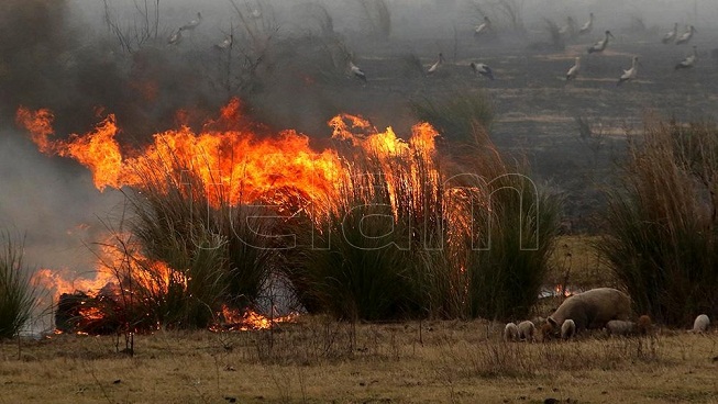 Río Negro, Buenos Aires y Santa Cruz informaron incendios forestales activos