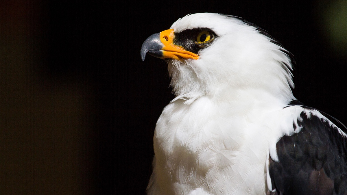 infobariloche - Descubren el primer nido de águila viuda para Argentina en  un Área Protegida