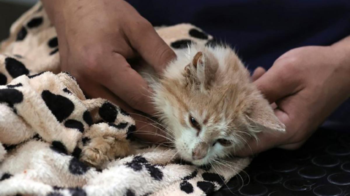 Decenas de miles de gatos están muriendo en Chipre por una mutación de coronavirus