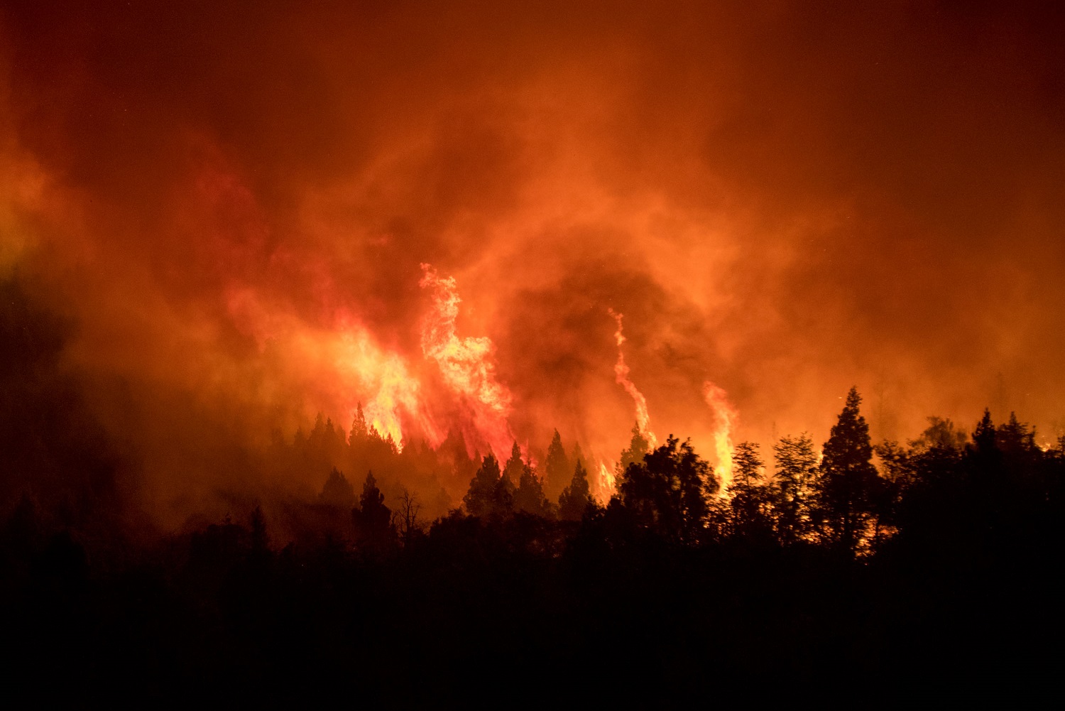 (((video))) El fuego arrasó con casi 80 mil hectáreas de Bosque Andino Patagónico en 10 años