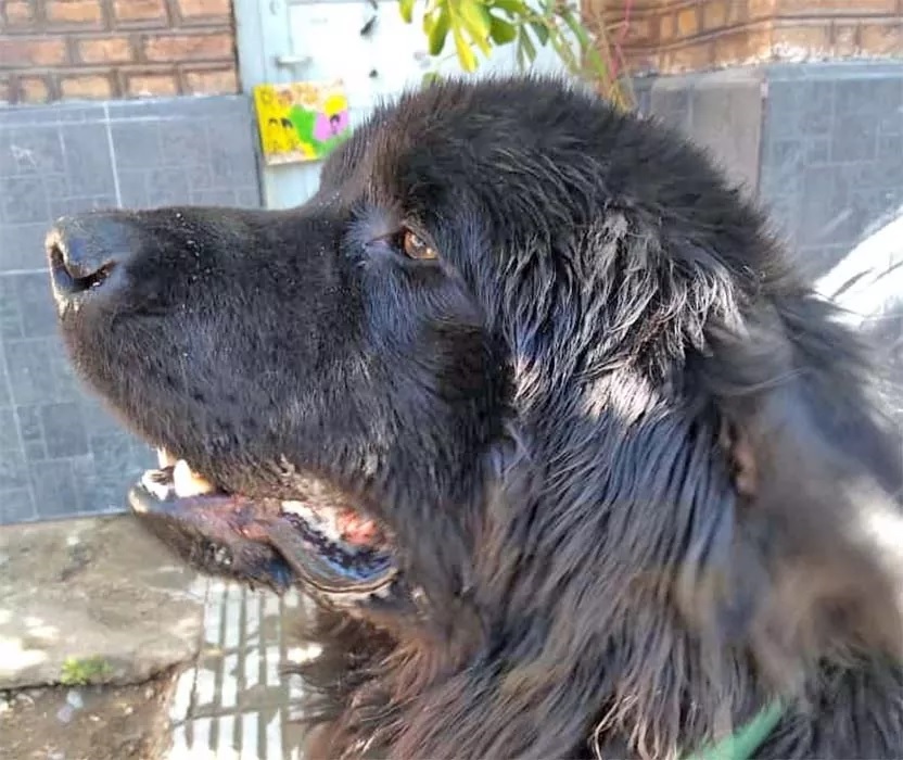 Caso Byron: el STJ de Río Negro confirmó absolución al acusado de maltrato animal