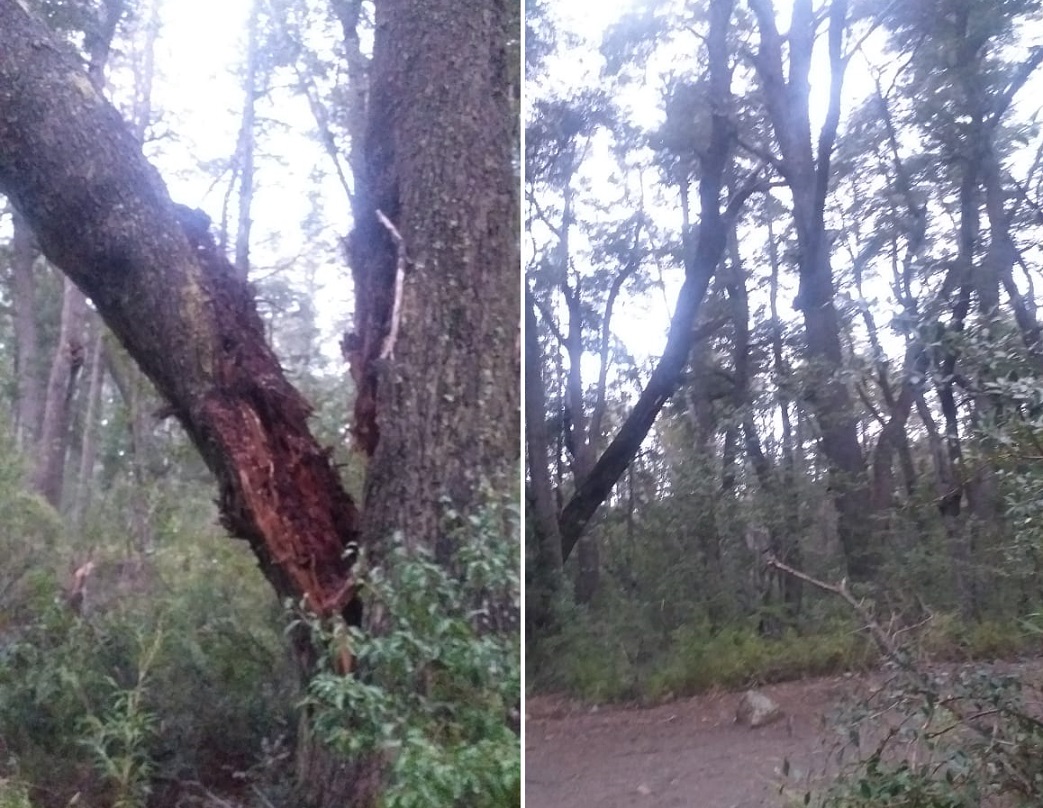 Bariloche: cierre de Cascada los Duendes hasta la zona del Frey por árbol de riesgo