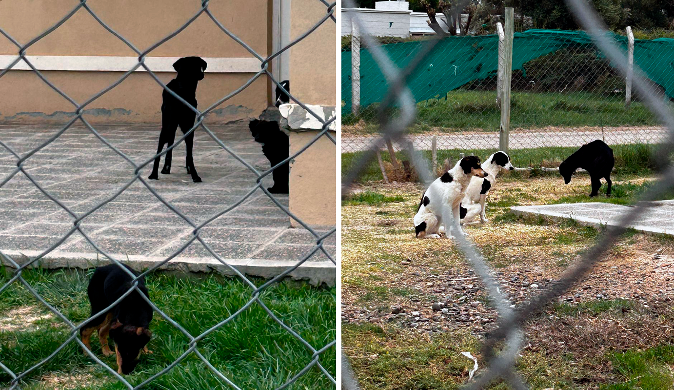 Rescataron a diez perros por maltrato animal en Gral. Roca
