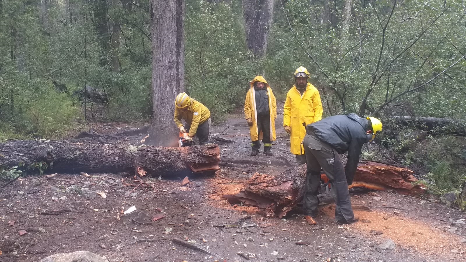 Bariloche: Se habilitan los senderos en la Seccional Gutiérrez