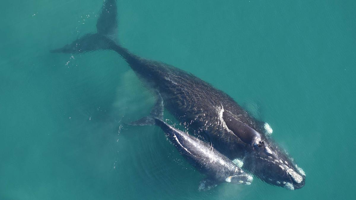 Chubut: Estudian cómo se comunican las ballenas madres con sus crías