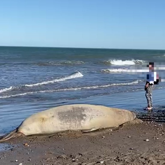 Chubut recuerda las indicaciones ante la circulación de gripe aviar en mamíferos marinos