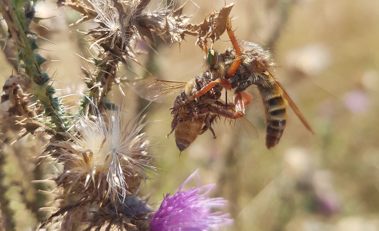 Bariloche: Seminario sobre la morfología general de los insectos