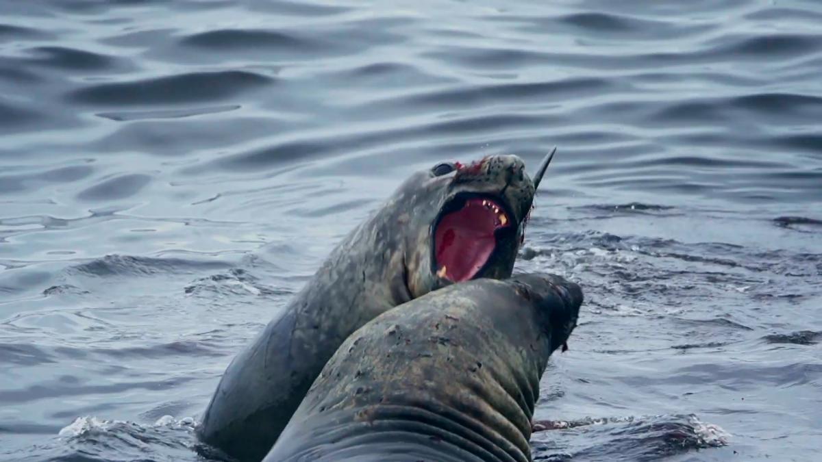 (((video))) Yaganes, el Área Marina Protegida más austral de la Argentina continental