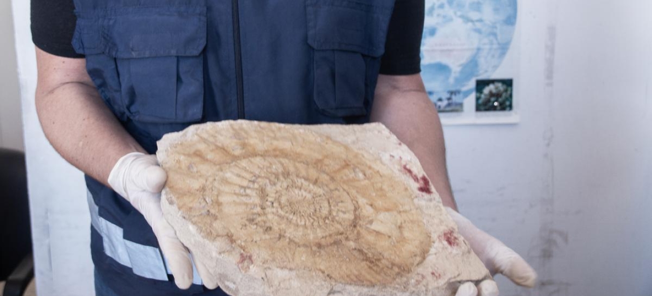 (((video))) Devuelven a Río Negro una valiosa colección de 6.400 fósiles que viajaban a España
