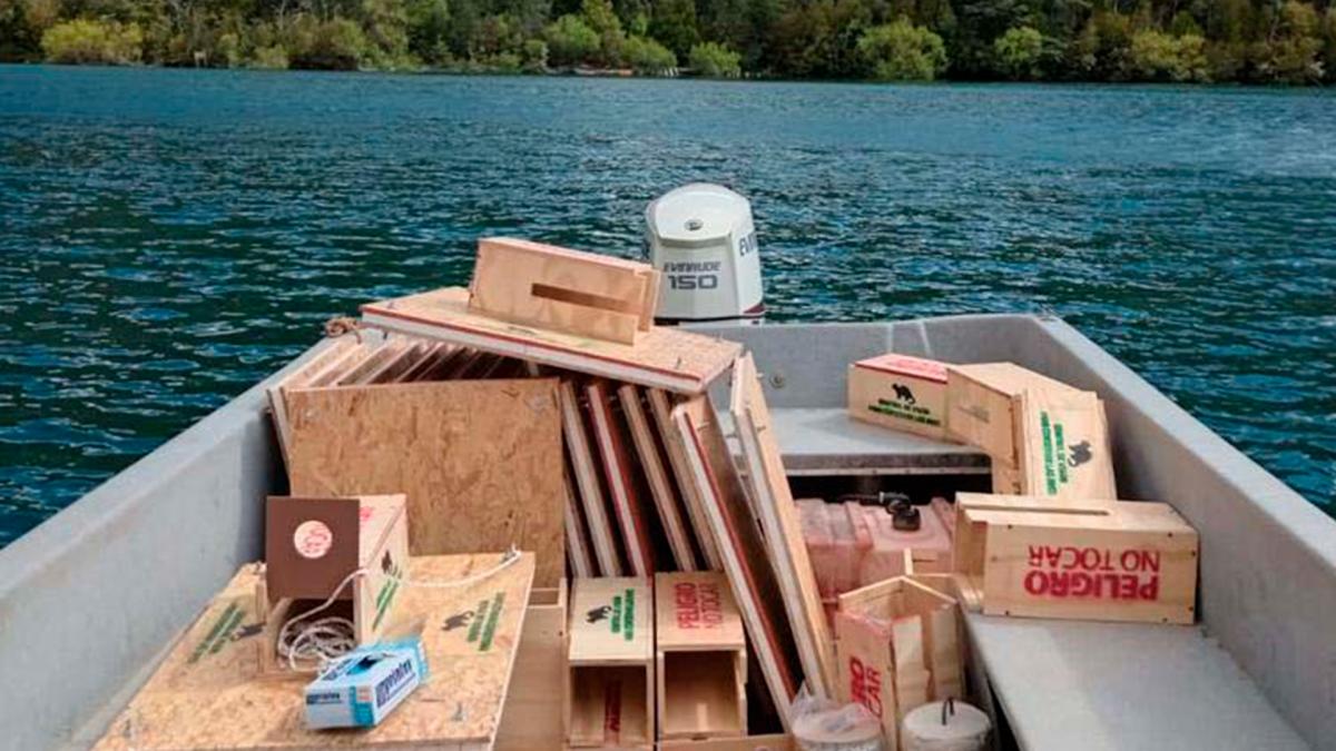 Comenzó el plan de control del visón americano en la cuenca del Lago Puelo