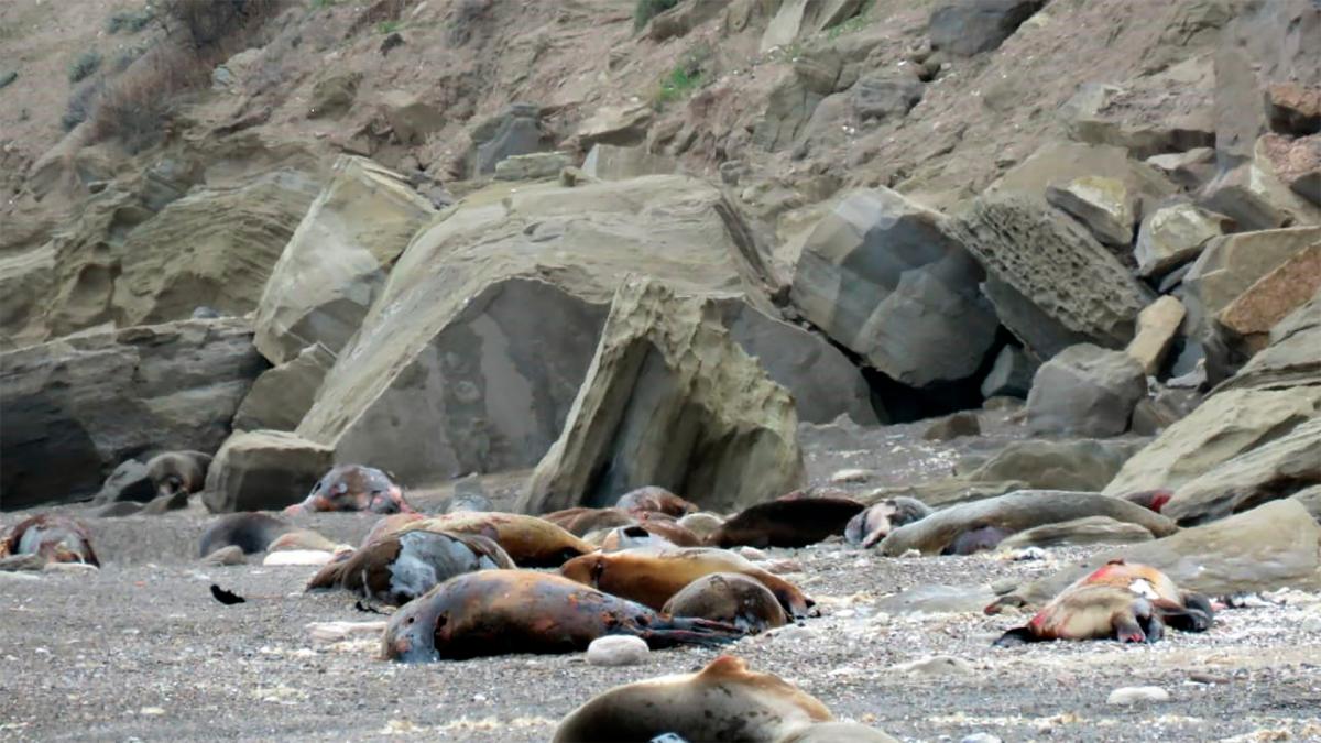 La muerte de lobos marinos por gripe aviar en Río Negro disminuyó en las últimas semanas