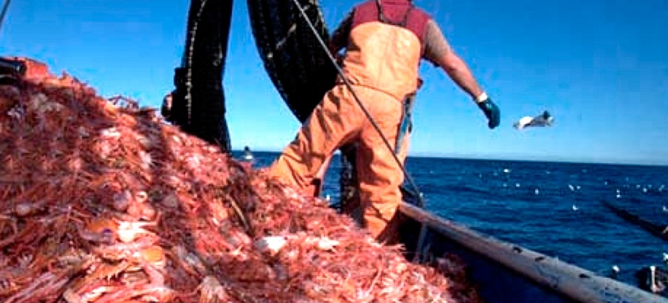 Por un conflicto pesquero, regalan langostinos en el puerto de Rawson