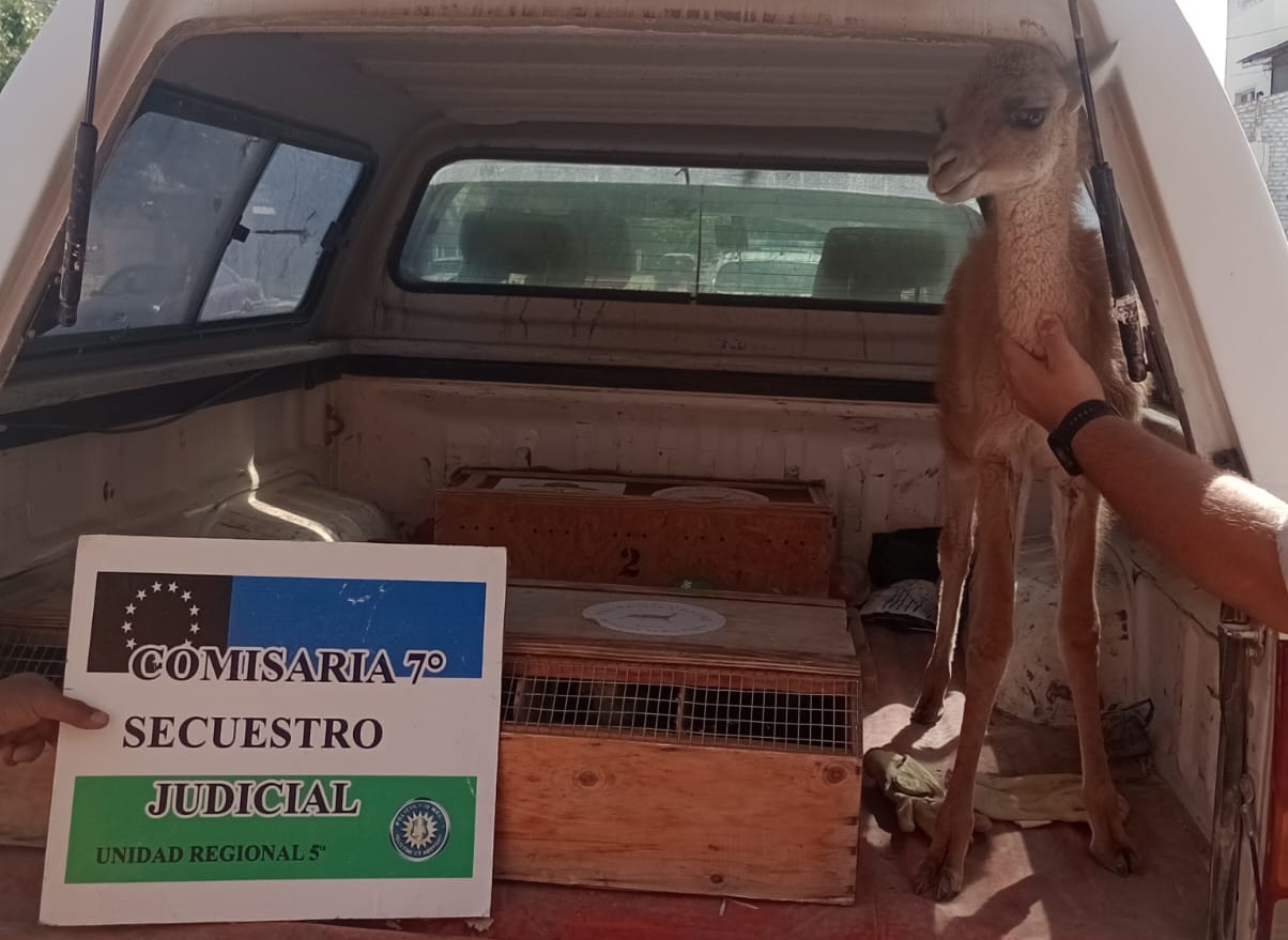 Cinco Saltos: secuestran aves silvestres y un guanaco en cautiverio