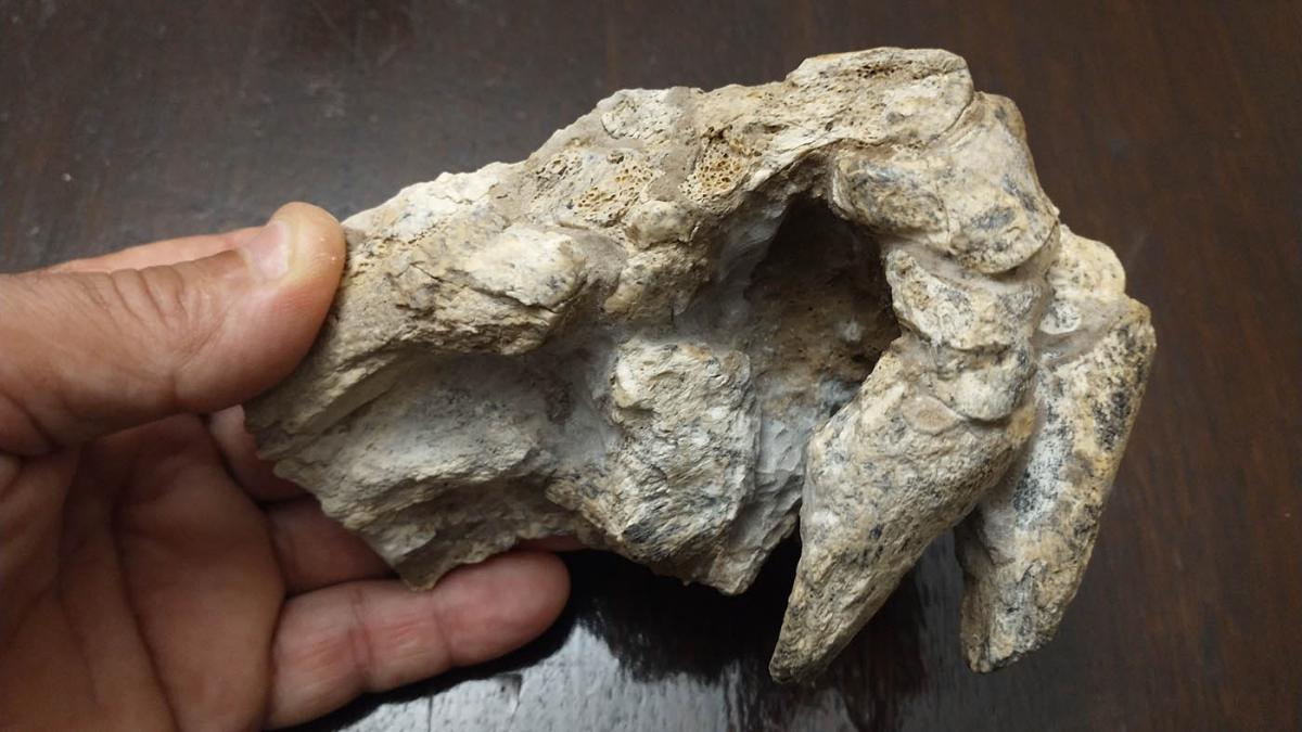 Encontraron manos y patas completos de un animal que vivió hace 500.000 años