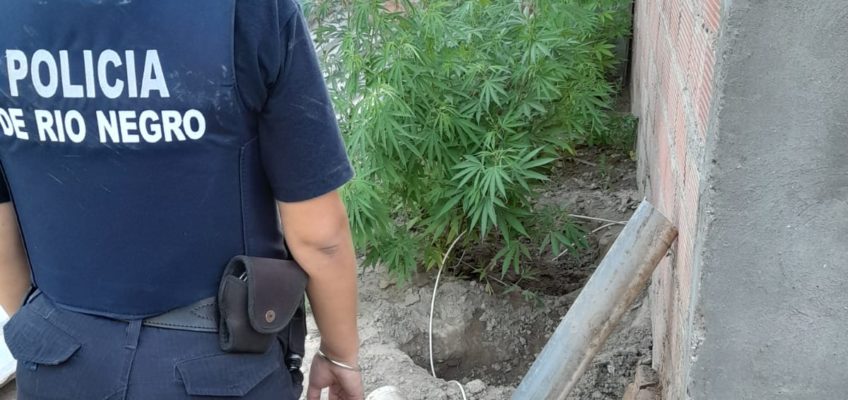 Allanamiento en Las Grutas: recuperan elementos sustraídos e incautan plantas de marihuana