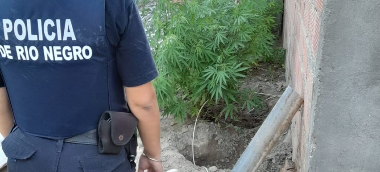 Allanamiento en Las Grutas: recuperan elementos sustraídos e incautan plantas de marihuana