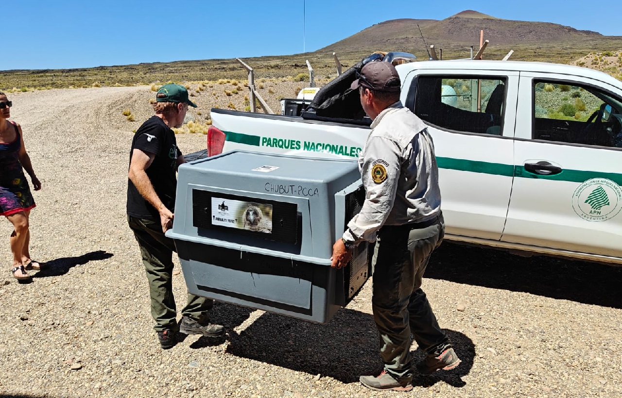 Rescataron a una hembra adulta de Cóndor herida en la ruta 46