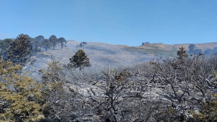 Neuquén: Fue controlado el incendio en la zona de Aluminé