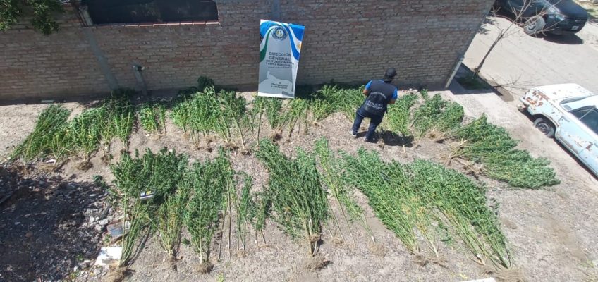 Policía de Rio Negro secuestró más de 70 de plantas de marihuana en Choele Choel