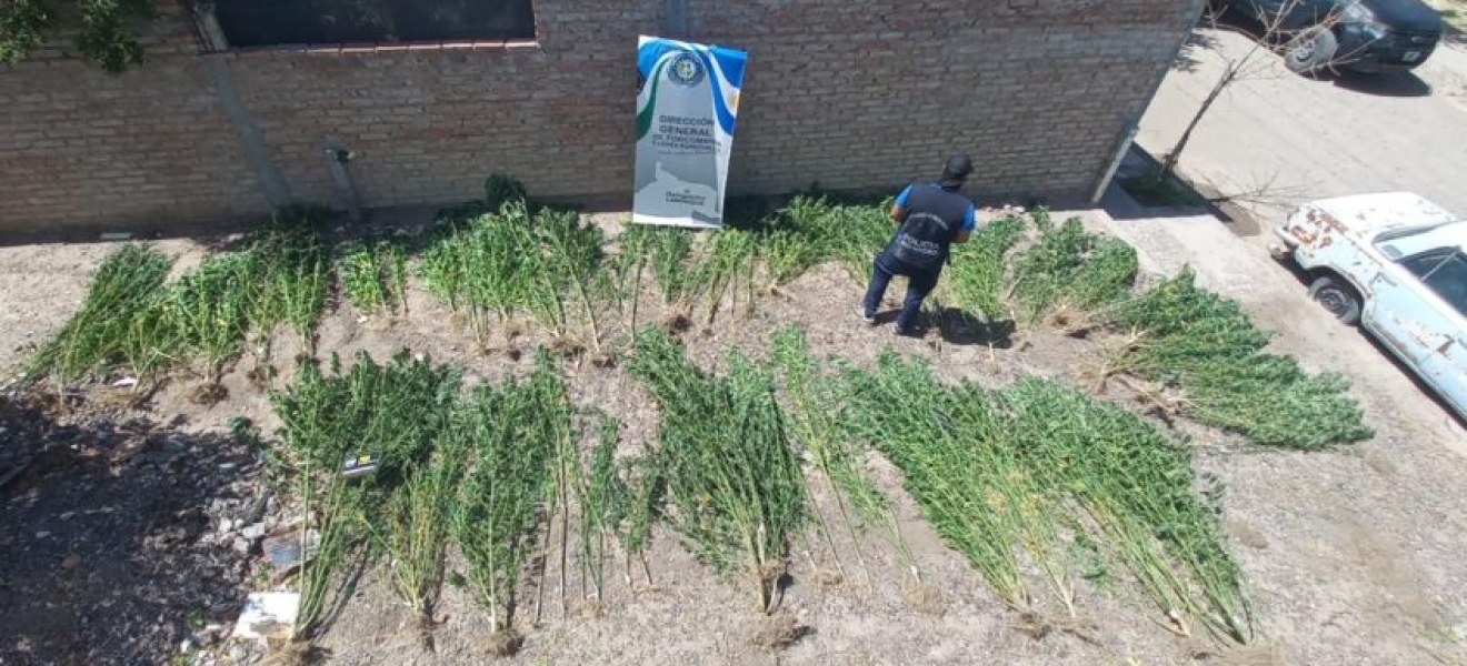 Policía de Rio Negro secuestró más de 70 de plantas de marihuana en Choele Choel