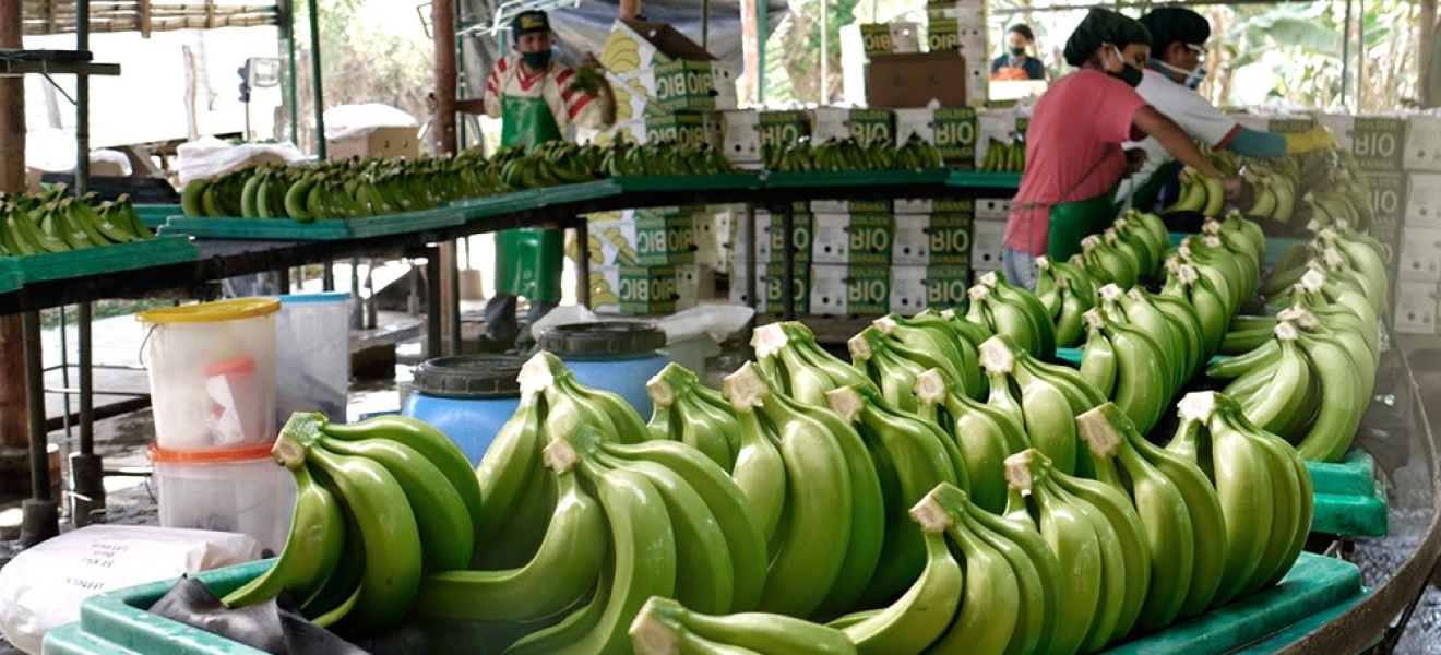 Rusia prohibió importar bananas de Ecuador en respuesta al posible envío de armas para Ucrania