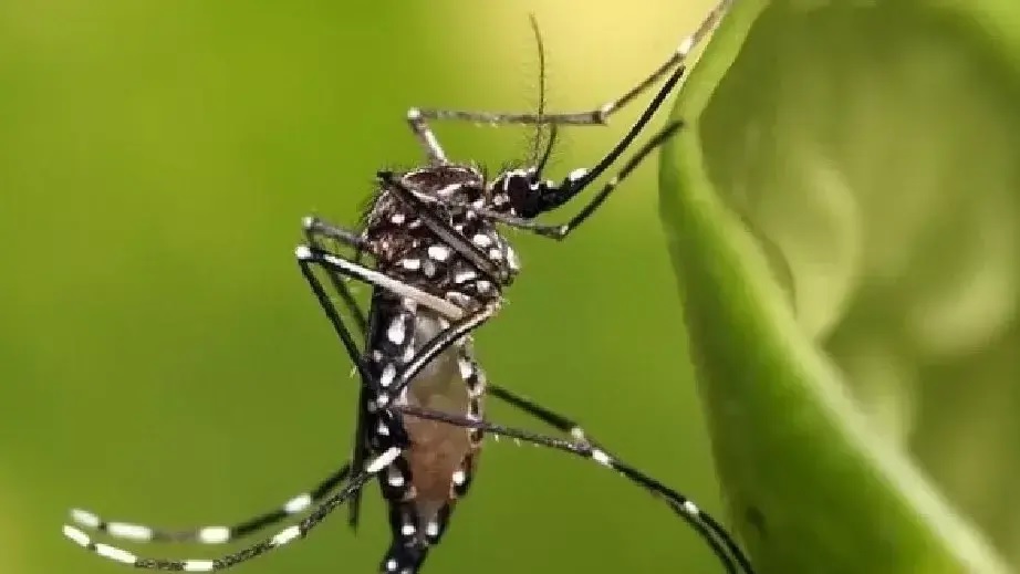 (((video))) Salud RN recomienda medidas para evitar la propagación del dengue