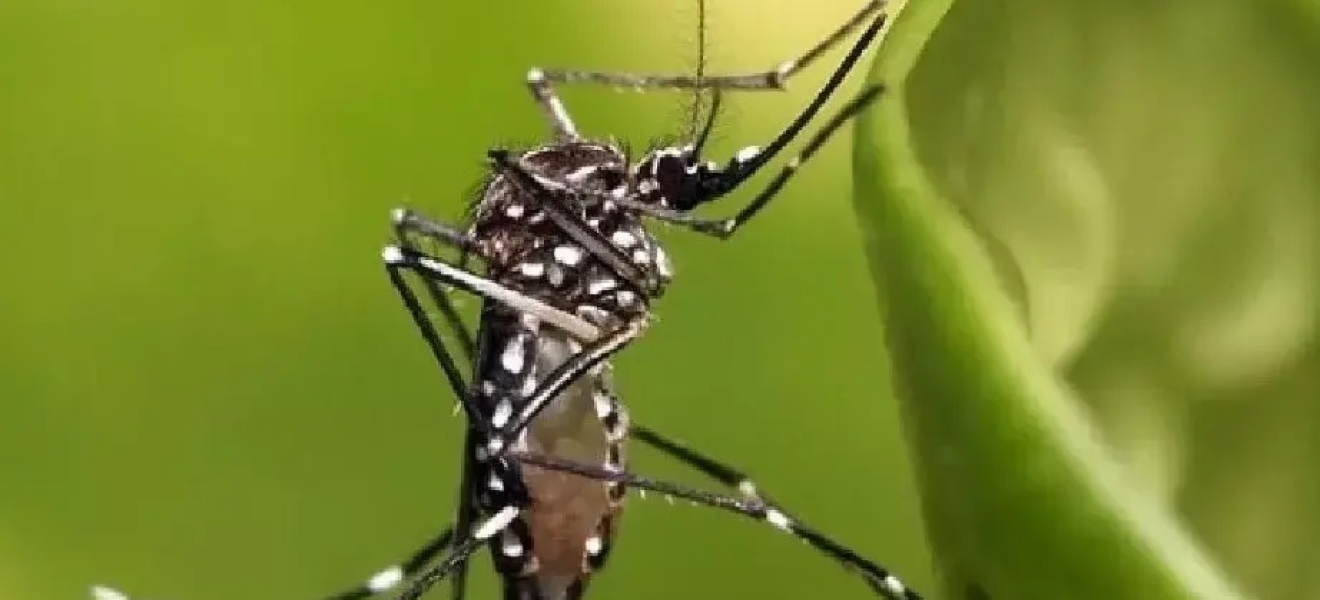 (((video))) Salud RN recomienda medidas para evitar la propagación del dengue