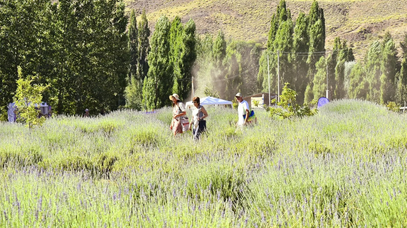 (((video))) Villa Llanquín celebró a la lavanda con un festival a puro color