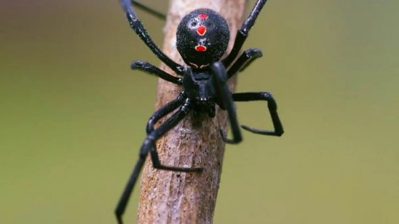 Salud Río Negro: precauciones para evitar picaduras de insectos y ponzoñosos