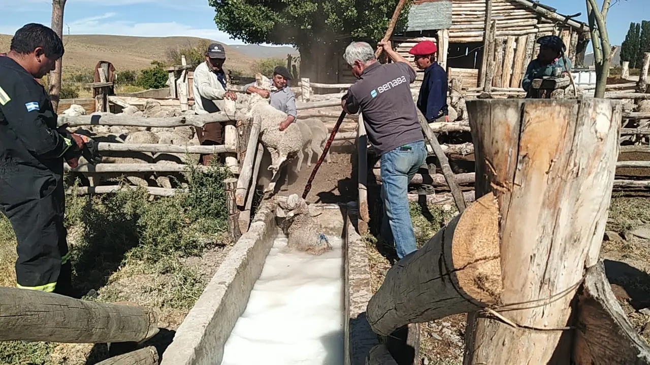 (((audio))) Sarna ovina: Río Negro fortalece acciones para erradicarla