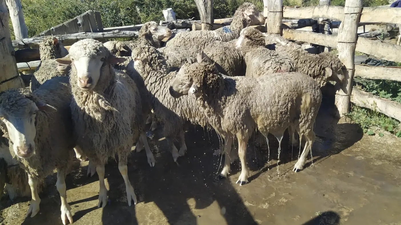 Se consolidan avances del Plan Sanitario Ovino en Río Negro