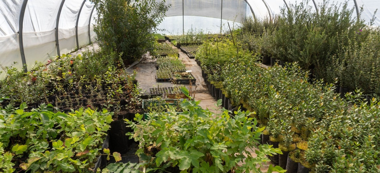 Bariloche: Feria de plantas de la Tecnicatura en Viveros UNRN