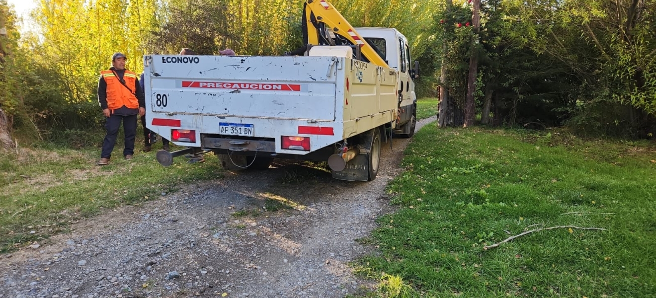 El Municipio de Bariloche trabaja en una tala preventiva de un álamo en peligro de caída