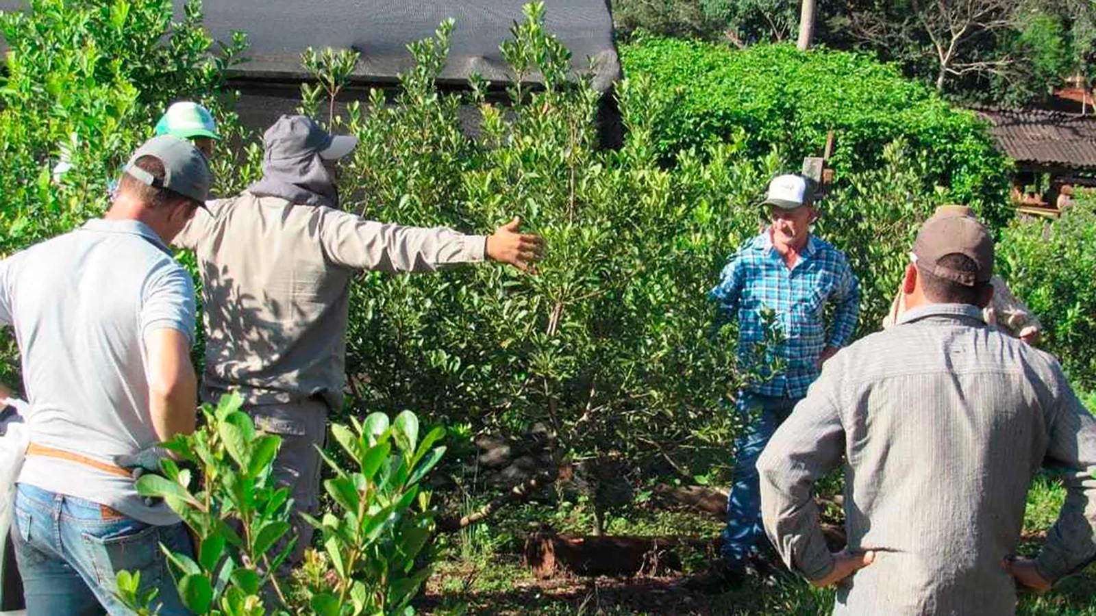 Freno al DNU 70/23 que modifica la regulación del Instituto Nacional de la Yerba Mate