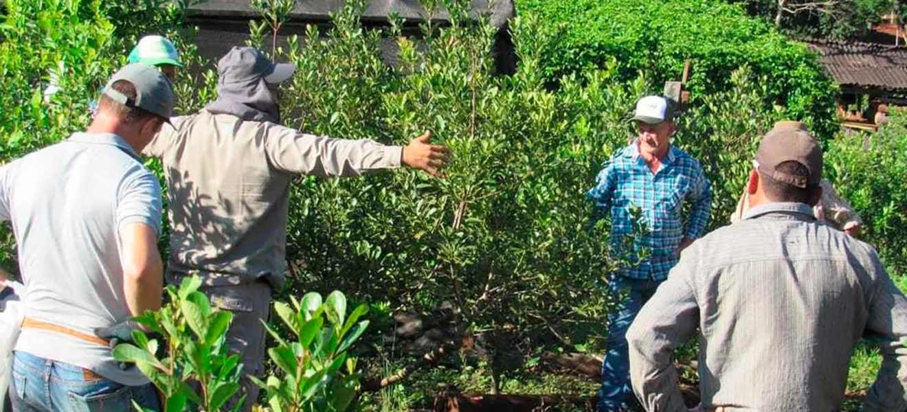 Freno al DNU 70/23 que modifica la regulación del Instituto Nacional de la Yerba Mate