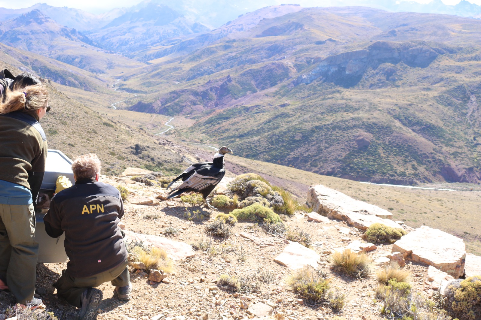 Bariloche: Liberan a un cóndor rescatado y ya vuela nuevamente en su hábitat natural