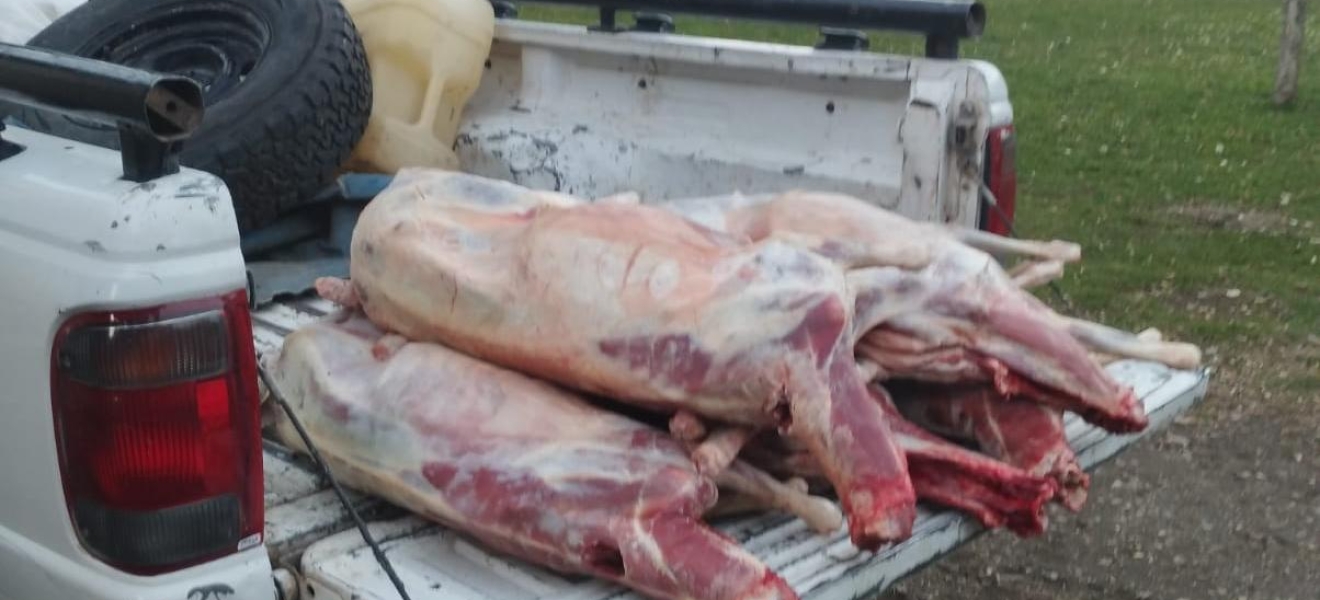Bariloche: detectan un cargamento ilegal de corderos procedente de la Línea Sur
