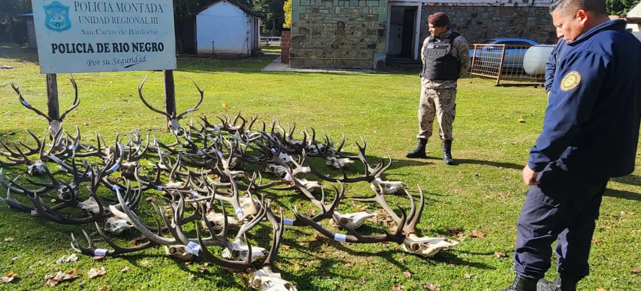 Bariloche: desbaratan una banda que cazaba ciervos con documentación adulterada
