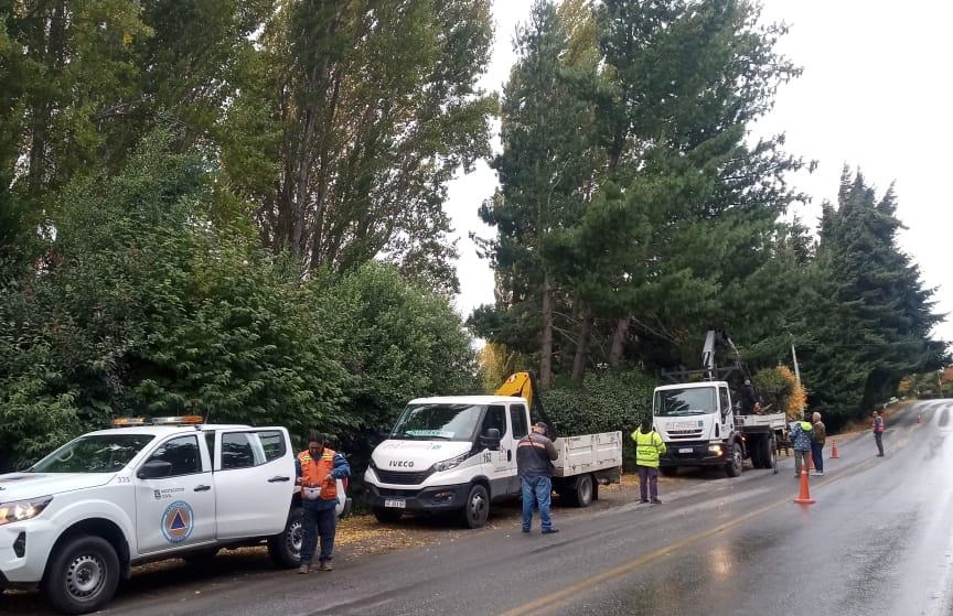 Bariloche: Trabajan en el volteo de un árbol en el km 11,500