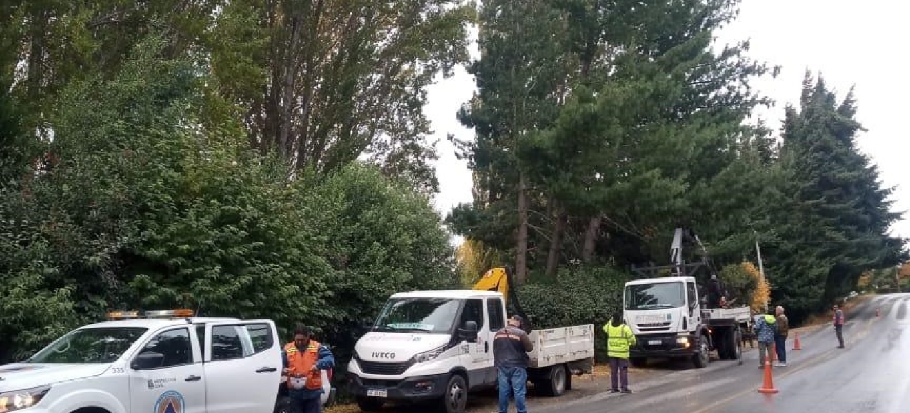 Bariloche: Trabajan en el volteo de un árbol en el km 11,500