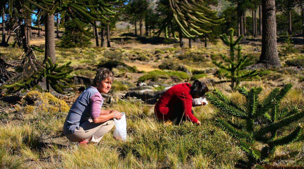 Neuquén: siembra de piñones en el Área Natural Protegida Copahue