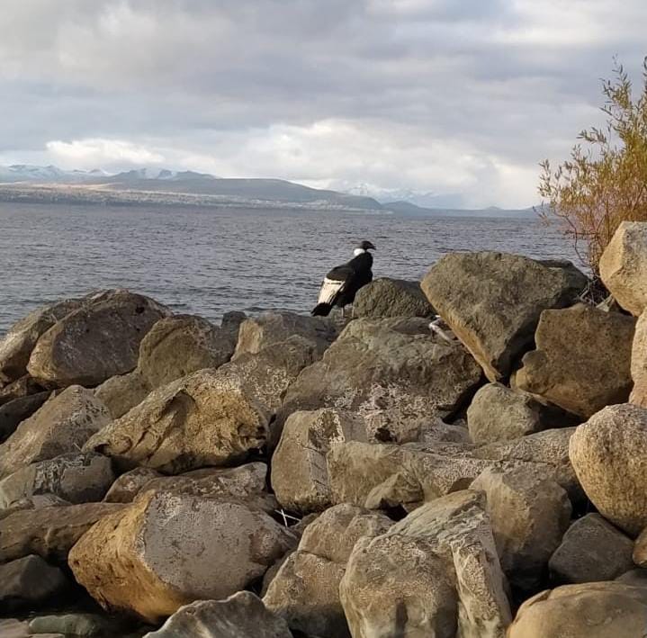 Bariloche: apareció un Cóndor en la costa del lago Nahuel Huapi